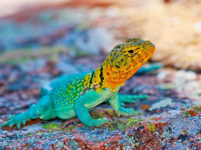 Геккон пресмыкающееся или земноводное