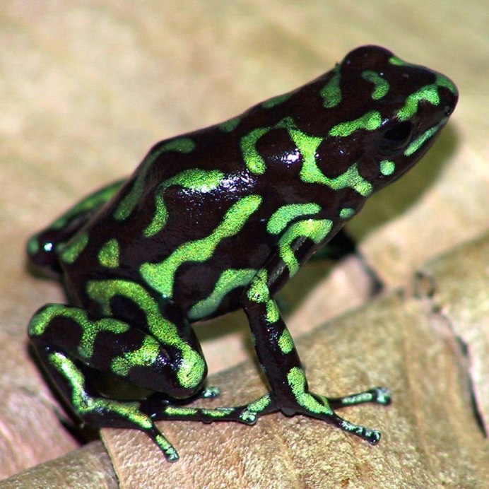 Западный трёхпалый сцинк