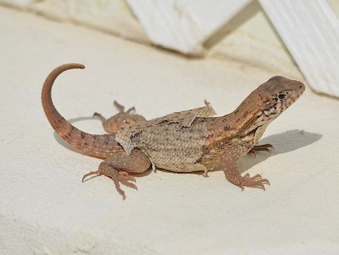 Горная ящерица