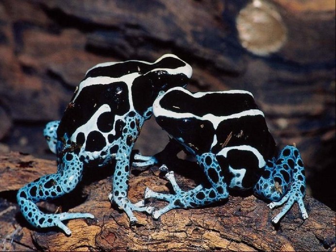 Сцинк двухголовый