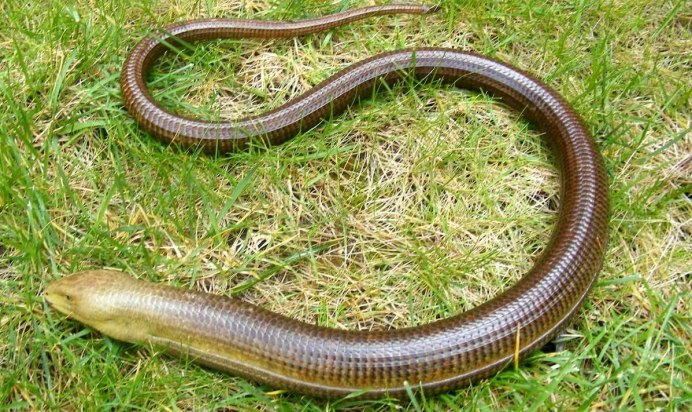 Ядовитая лягушка амазонки