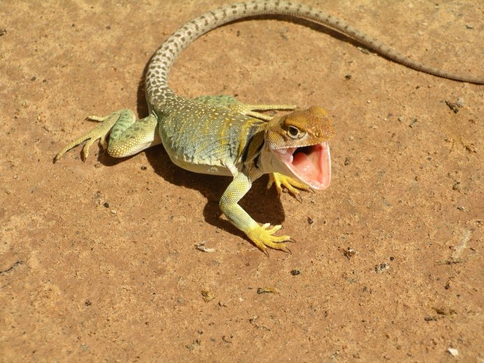 Королевская ящерица зеленая