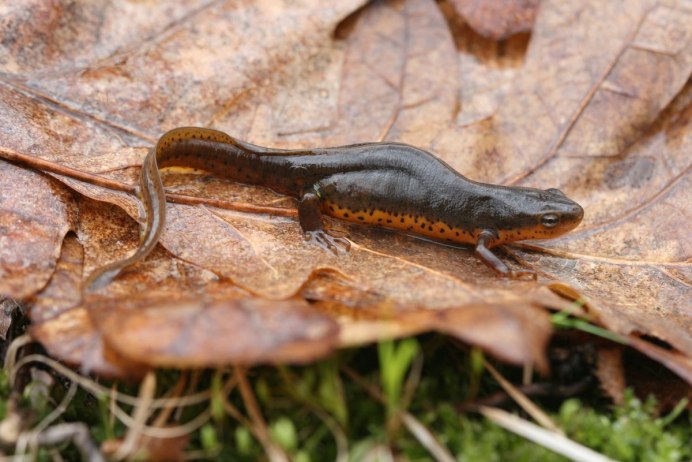 Квакши Ecnomiohyla rabborum