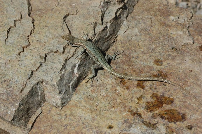 Ящерицын хвост