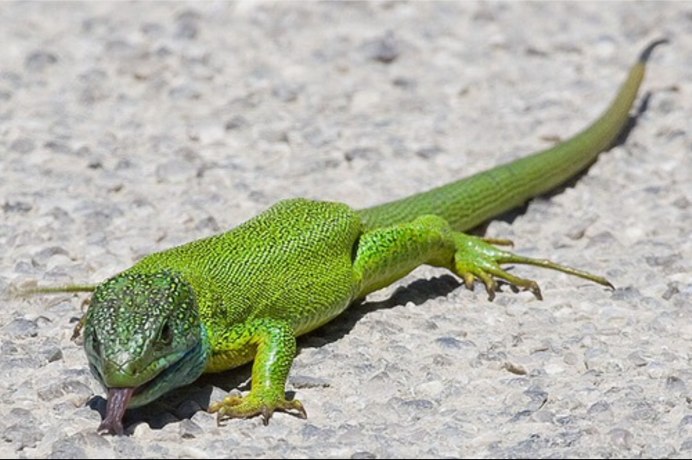 (Eumeces callicephalus