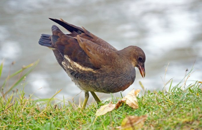 Камышница Gallinula chloropus