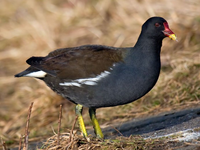 Камышница Gallinula chloropus
