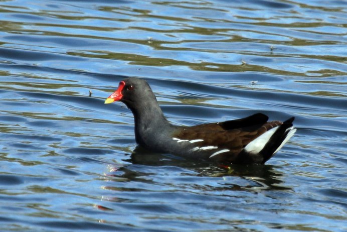 Moorhen (Gallinula chloropus) o