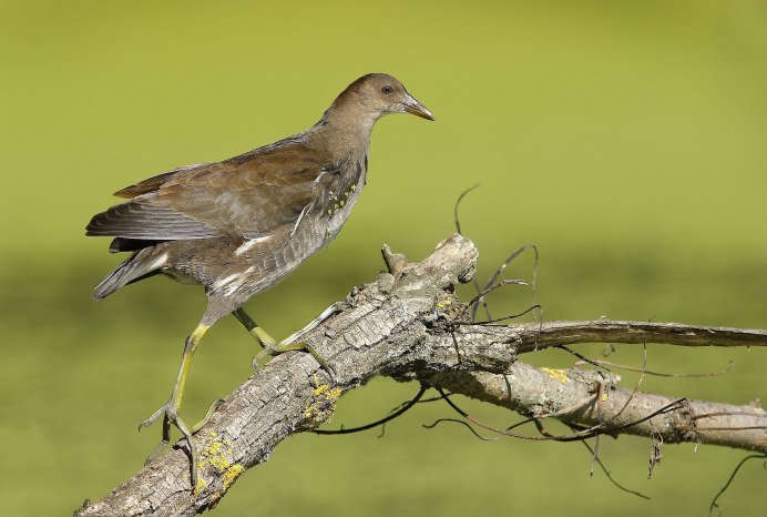The common Moorhen (Gallinula chloropus)