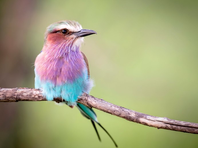 Lady Gouldian Finch