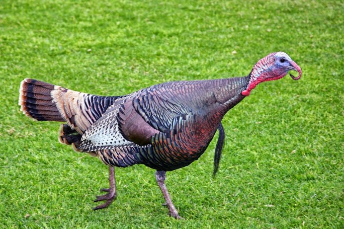 Turkey индюк