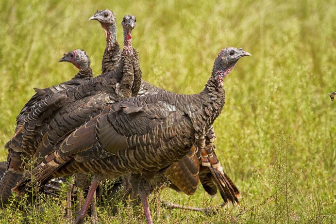 Индейка обыкновенная meleagris gallopavo