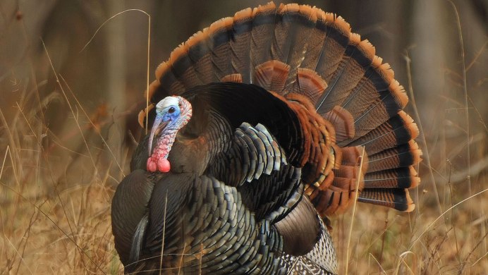 Turkey индюк