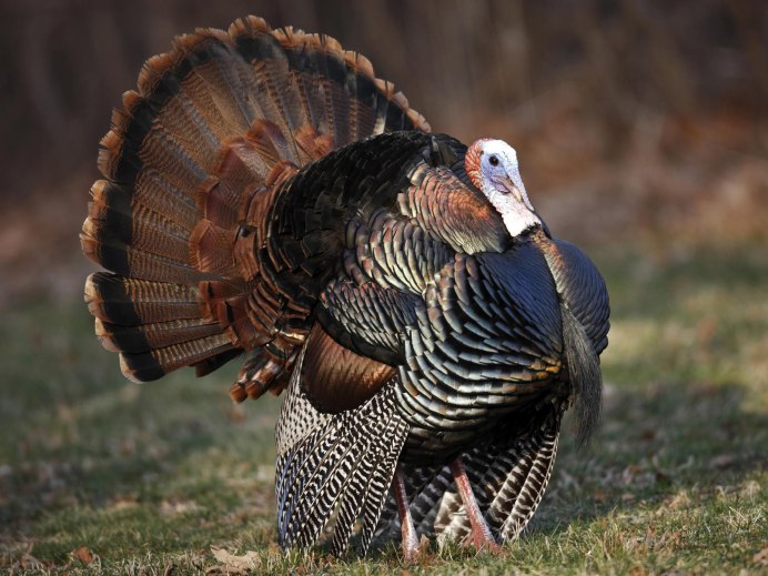 Turkey индюк