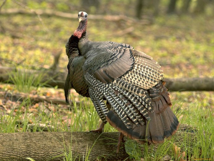 Meleagris gallopavo