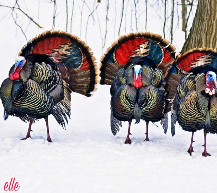 Индюк meleagris gallopavo
