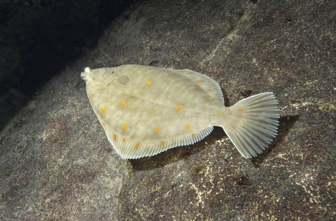 Обыкновенный рогатый кузово