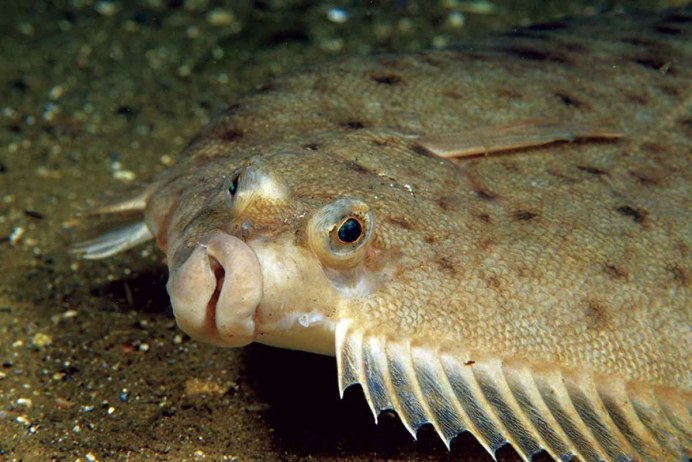 Морская рыба камбала