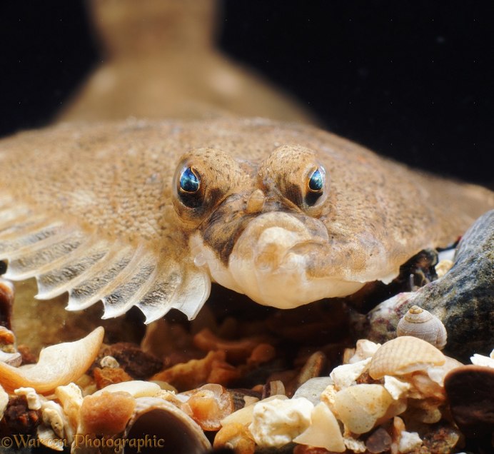 Морские рыбы донных пород