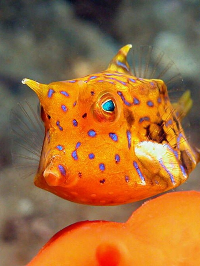 Глазчатый хвостокол