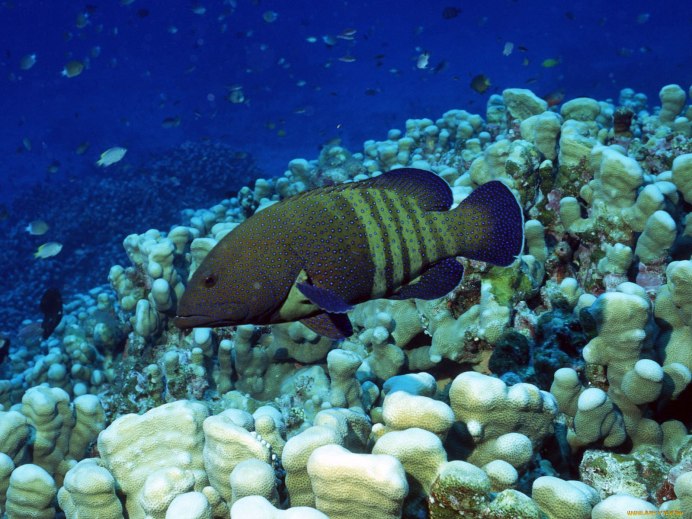 Камбала Черноморская