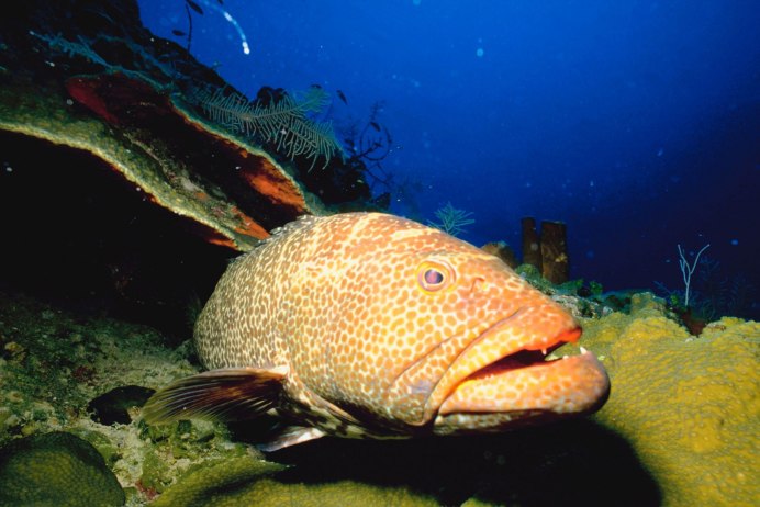 Донные животные