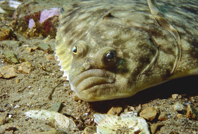 Морская камбала Калкан