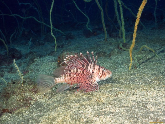 Камбала Средиземноморская