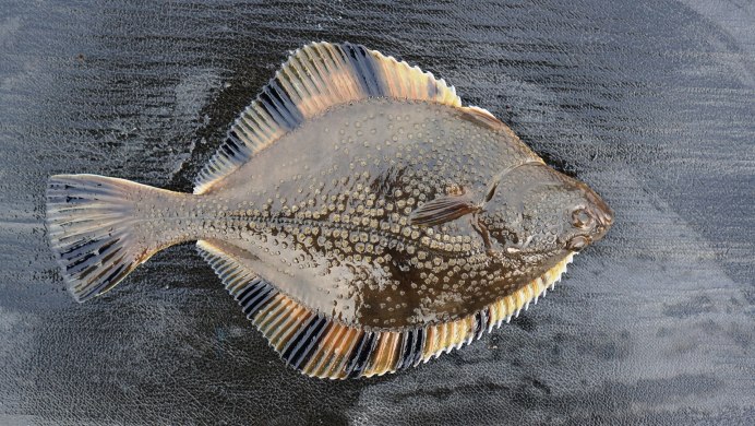 Морская камбала глаза