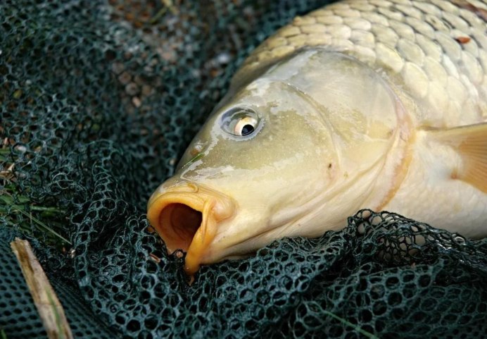 Сом обыкновенный Silurus GLANIS