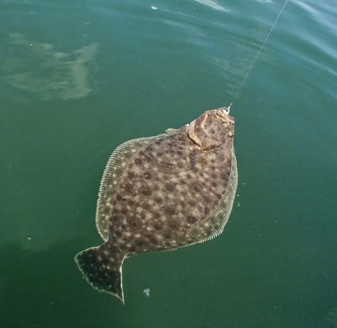 Виды донных рыб в Бразилии