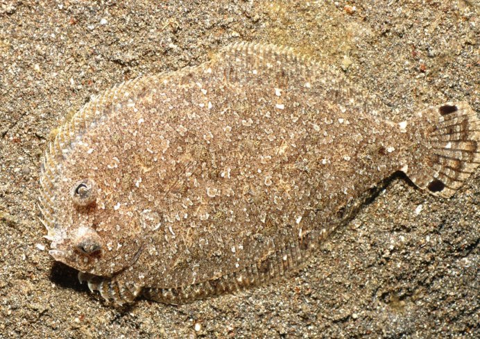 Flounder рыба камбала