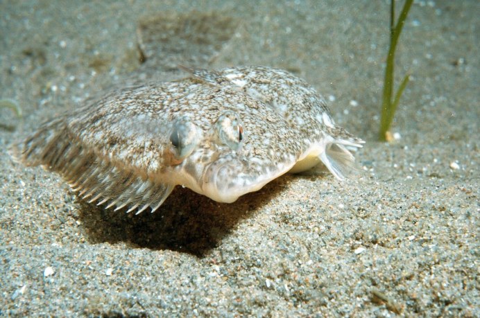 Морская рыба камбала