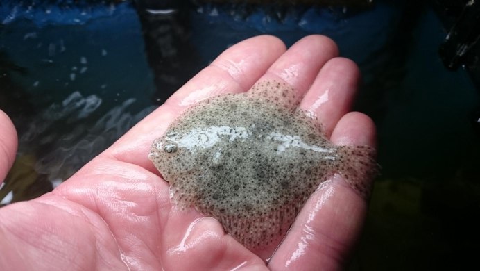 Демерсальные рыбы