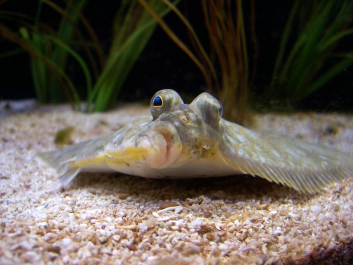 Камбала палтусовидная