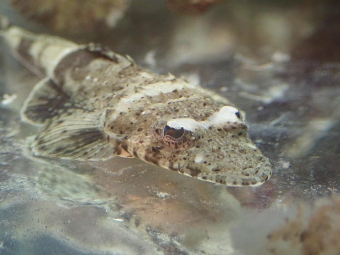 Акантофтальмус Кюля