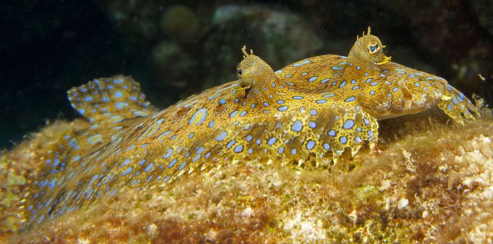 Камбала форма тела