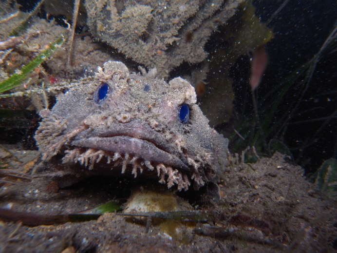 Мраморная камбала