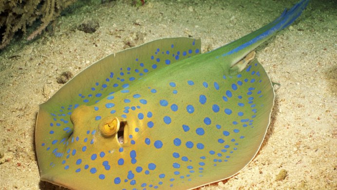 Рыба собака мурена