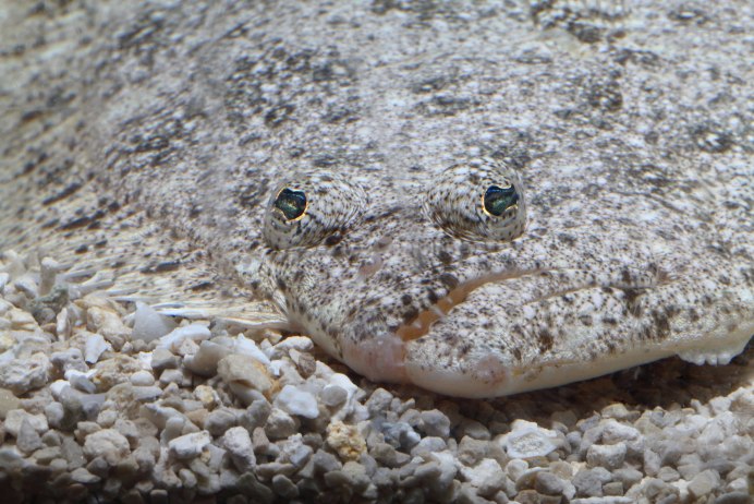 Ловля камбалы в Авачинской бухте