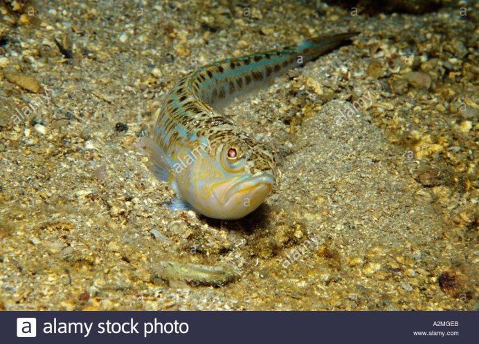 Рыба камбала