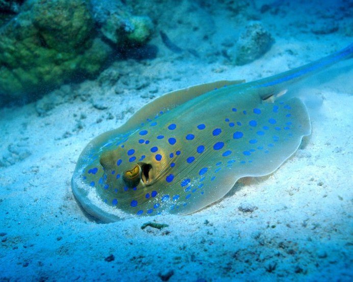 Камбала Черноморская малек