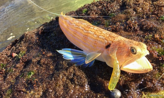 Донные рыбки