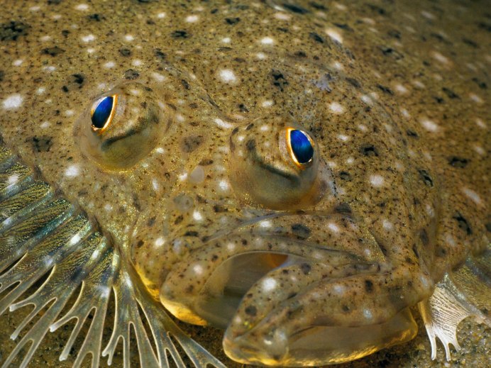 Европейский удильщик на чёрном море