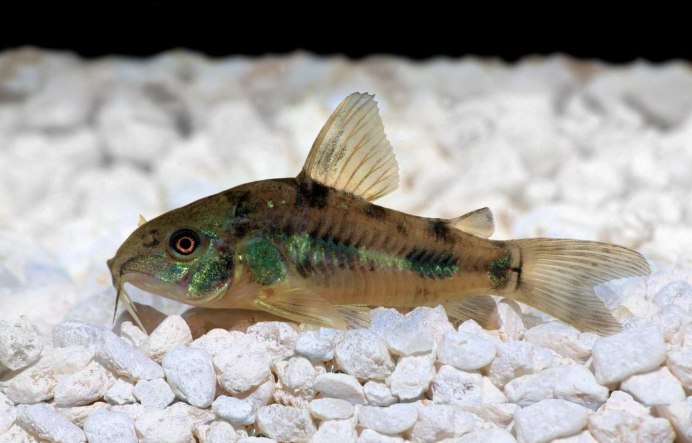 Морская камбала мальки