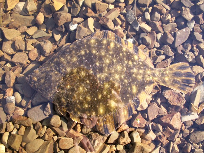 Палтус Флаундер