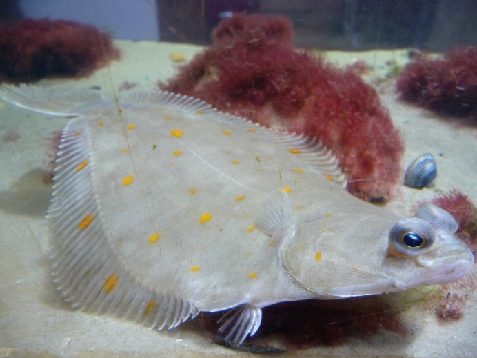 Рифовые рыбы