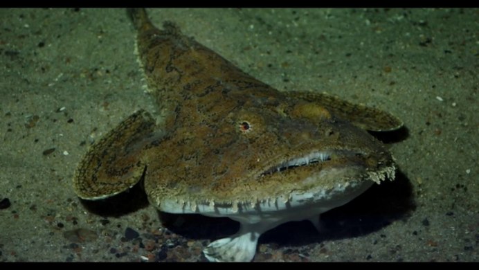 Атлантический белокорый палтус