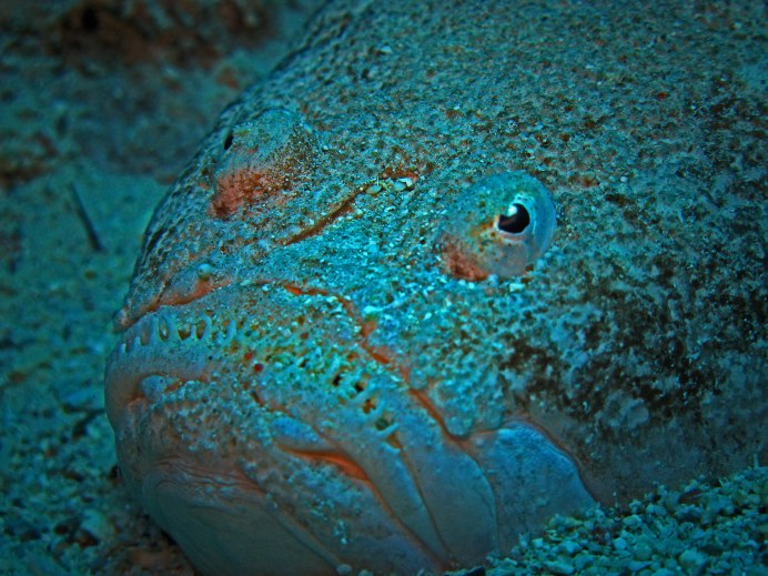 Камбала рыба глаза