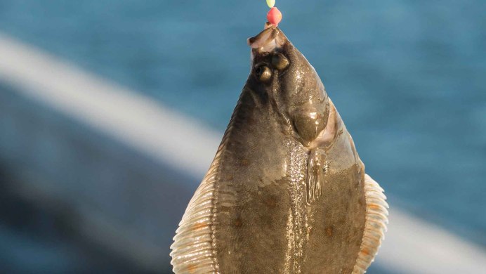 Камбала тигровая